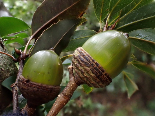 Quercus longinux Hayata