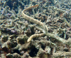 Eastern Turtle-Headed Sea Snake