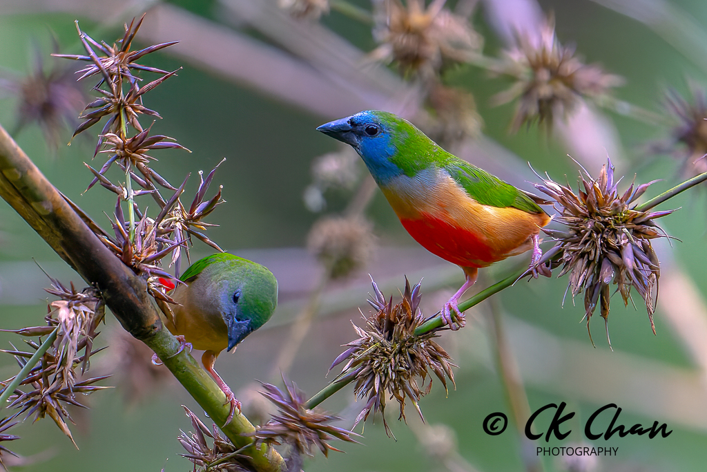Pin-tailed Parrotfinch (Erythrura prasina) photo