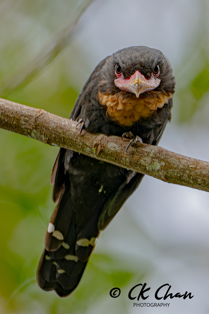 Dusky Broadbill photo