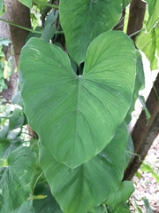 Philodendron jacquinii image