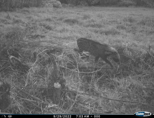 African Civet