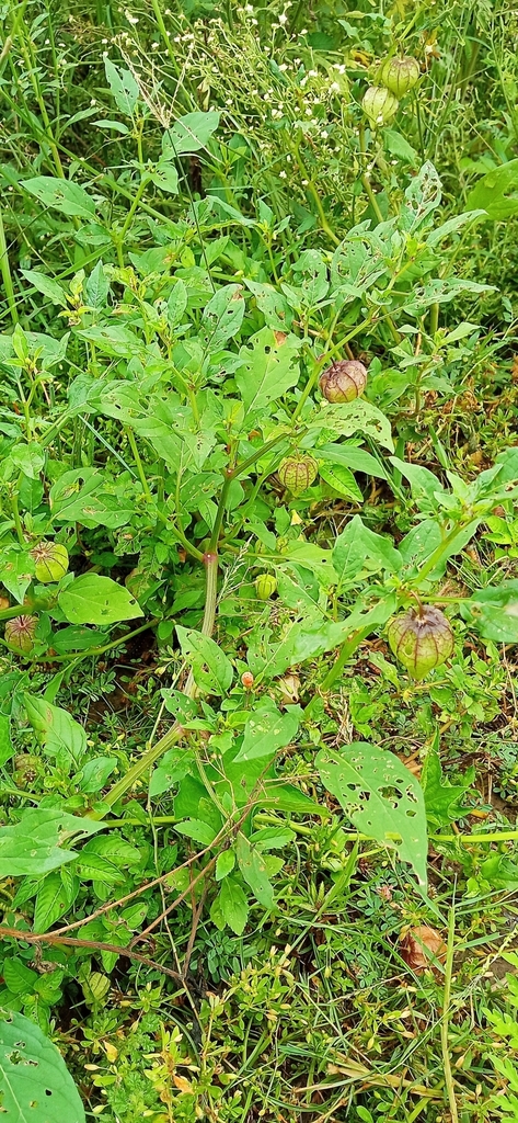 cutleaf groundcherry from QJ33+C3J, Panguru, Andhra Pradesh 517641 ...