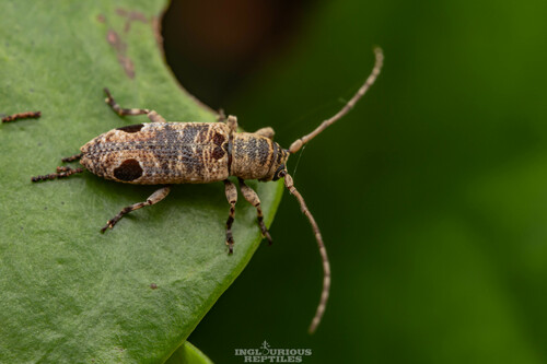 Sybra bioculata · iNaturalist