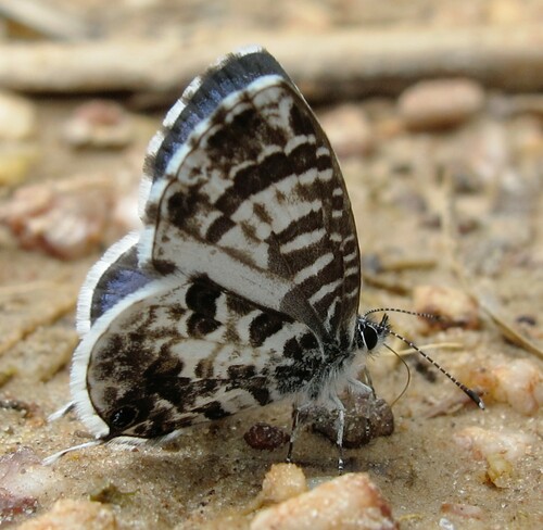 Cacyreus audeoudi