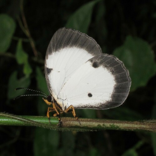 Larinopoda aspidos