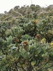 Persea obtusifolia image