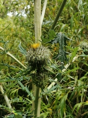 Cirsium subcoriaceum image