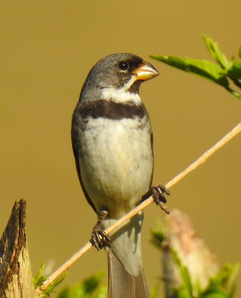 Sporophila caerulescens ( Coleirinha ou papa-capim ou Cole…