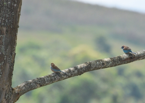 Red-cheeked Cordonbleu