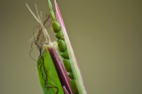 perennial teosinte (Zea perennis)