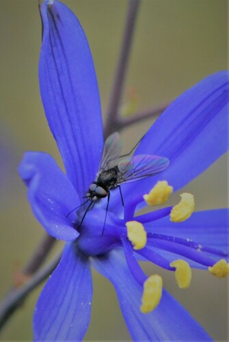 Phthiria tristis