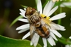 Gonia chinensis - Photo (c) WonGun Kim, all rights reserved, uploaded by WonGun Kim