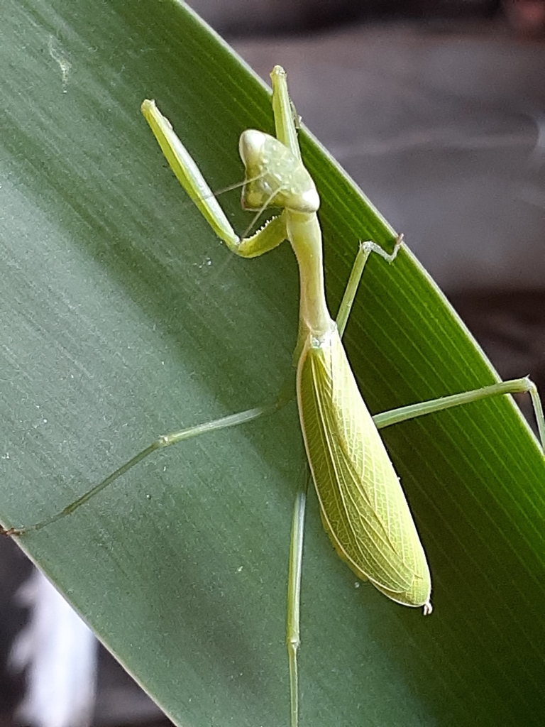 Miomantis from Serene Valley on October 10, 2022 at 02:44 PM by Lezanne ...