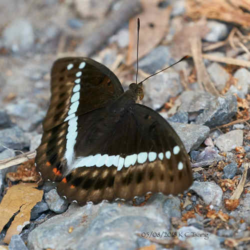 Euthalia recta (de Nicéville, 1886)