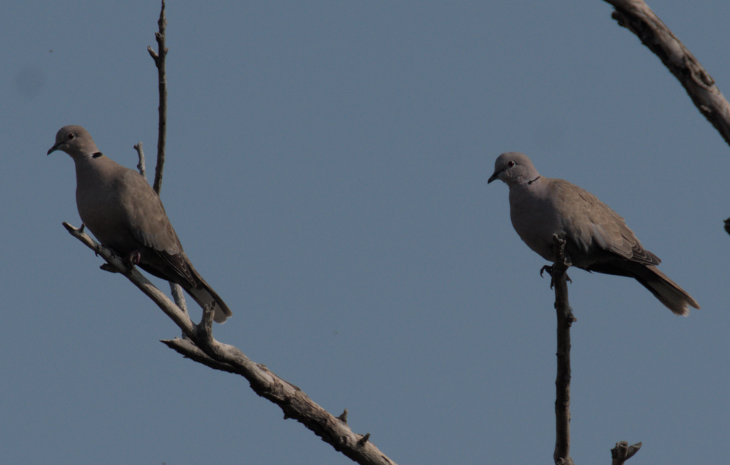 Eurasian CollaredDove from Grant County, WA, USA on October 09, 2022 at 1000 AM by Draginous