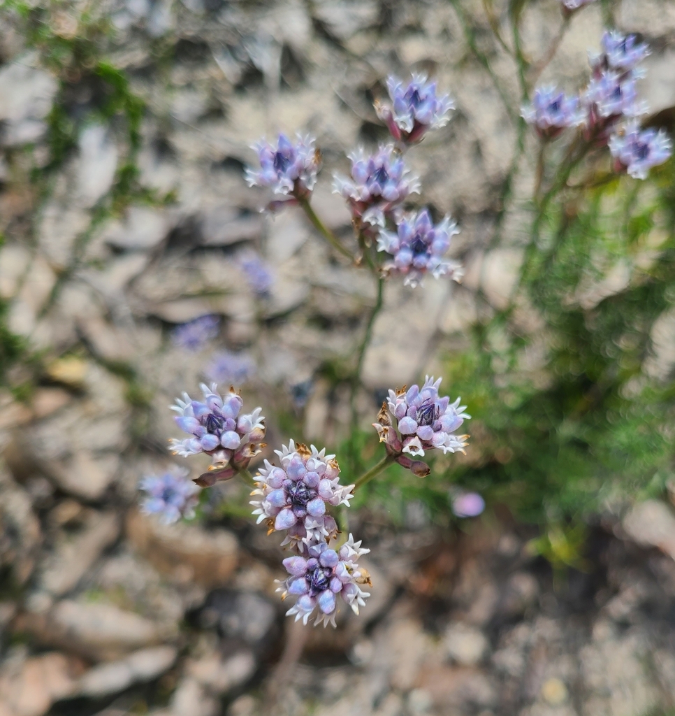 Conospermum caeruleum - Wikipedia