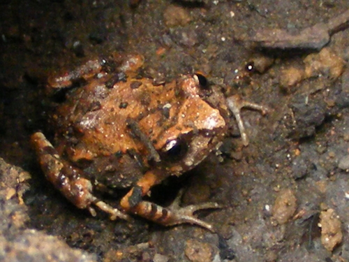 Patzcuaro Peeping Frog