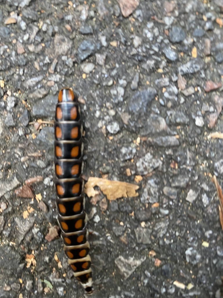 Phengodes from Mountside Dr, North Augusta, SC, US on October 10, 2022 at 0241 PM by Burns