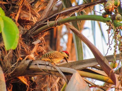 Green-barred Woodpecker