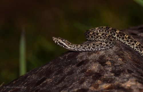 Ujarran Hognose Viper (Porthidium volcanicum) · iNaturalist