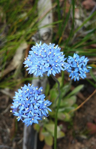 Brunonia