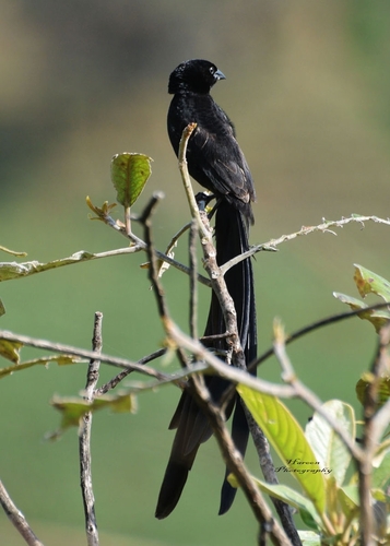 Red-collared Widowbird