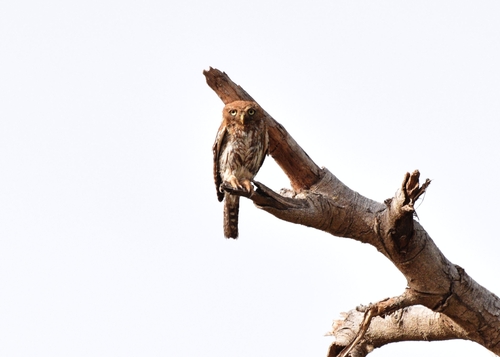 Pearl-spotted Owlet