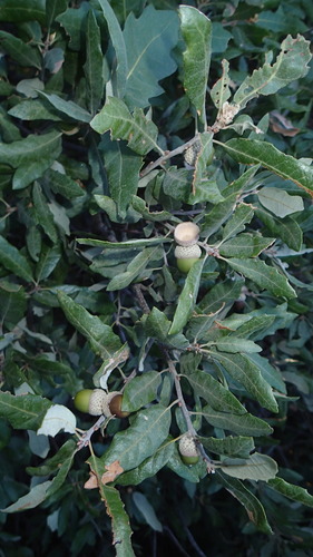Mohr Oak