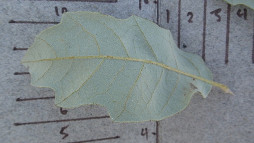 Mohr Oak