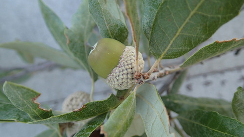 Mohr Oak