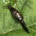 Dromedary Jumping-Slug - Photo (c) John Villella, all rights reserved, uploaded by John Villella
