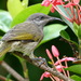 Grey-eared Honeyeater - Photo (c) Ben Caledonia, all rights reserved, uploaded by Ben Caledonia