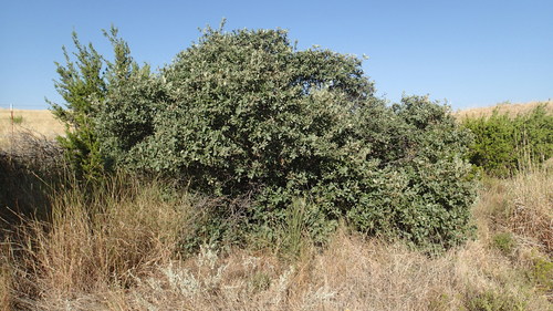 Mohr Oak
