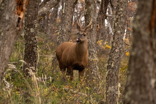 Hippocamelus bisulcus (Molina, 1782)