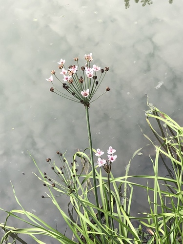 Flowering-rush