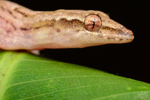 Mourning Gecko