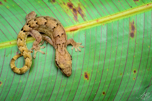 Mourning Gecko