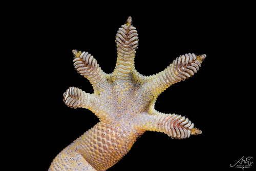 Lepidodactylus lugubris