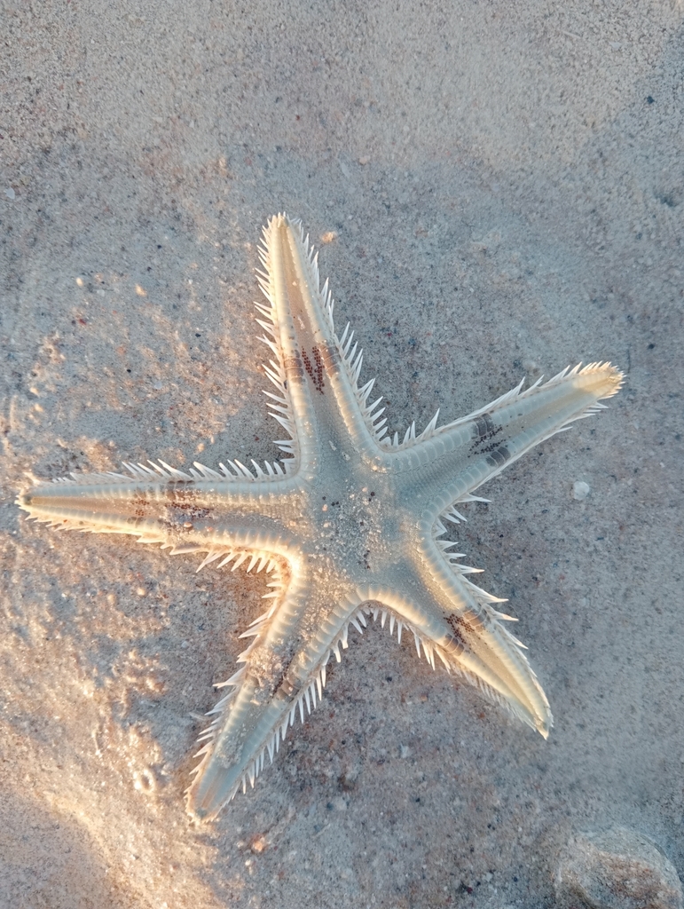 Astropecten sumbawanus from Broome, WA, Australia on October 11, 2022 ...