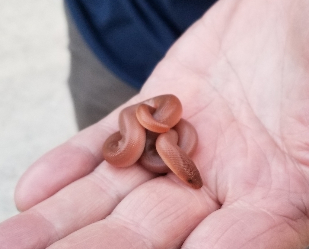 Northern Rubber Boa from Butte Meadows, CA 95942, USA on May 29, 2021