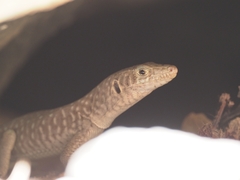 Jayakar Lizard