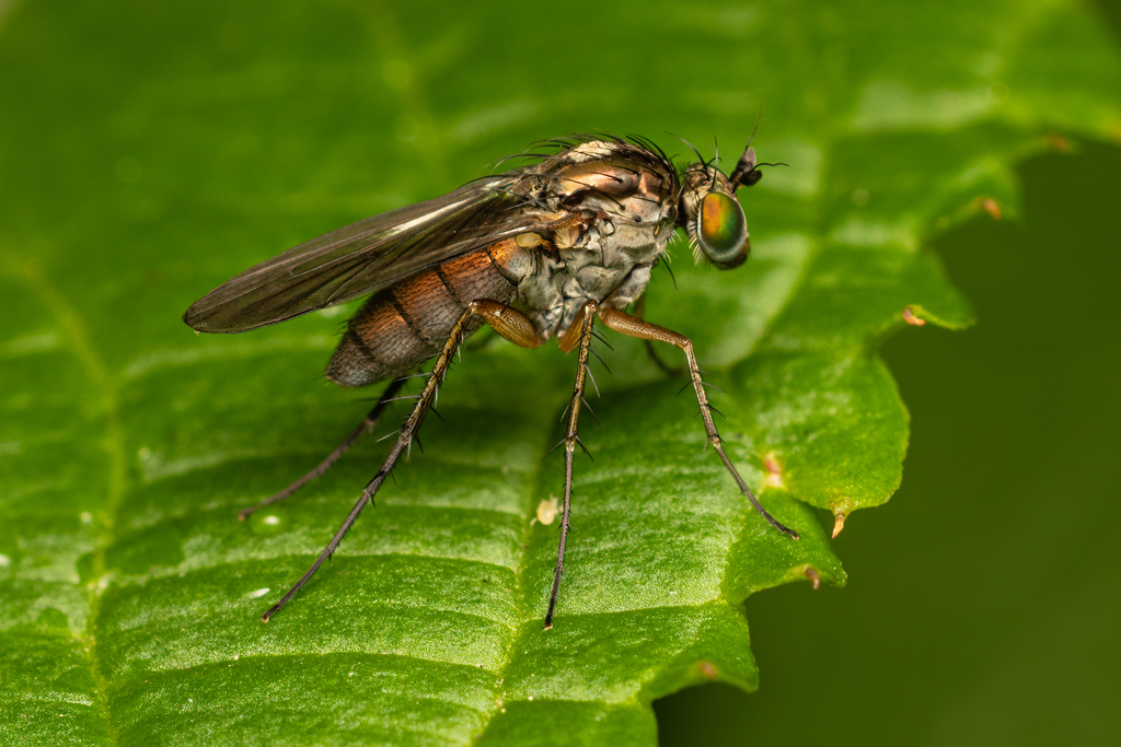 Dolichopus griseipennis from Shropshire, UK on September 9, 2022 at 04