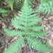 Broad Beech Fern - Photo (c) cory_hale, all rights reserved