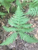 Broad Beech Fern - Photo (c) cory_hale, all rights reserved