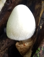 Volvariella bombycina image
