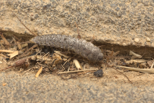 iNaturalist observation photo of Allacrotelsa spinulata