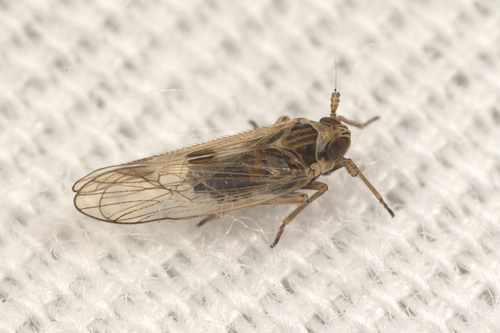 iNaturalist observation photo of Chionomus