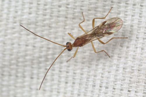 iNaturalist observation photo of Braconid Wasps