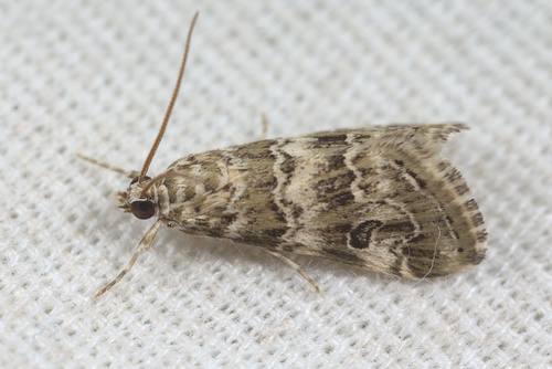 iNaturalist observation photo of Cabbage Webworm Moth